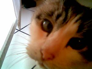 Gilberto di Alessandro Conti